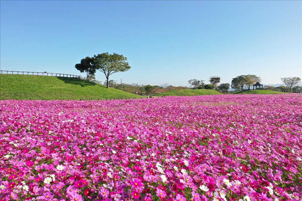 台中賞花拍照打卡好去處 后里環保公園花海繽紛綻放  