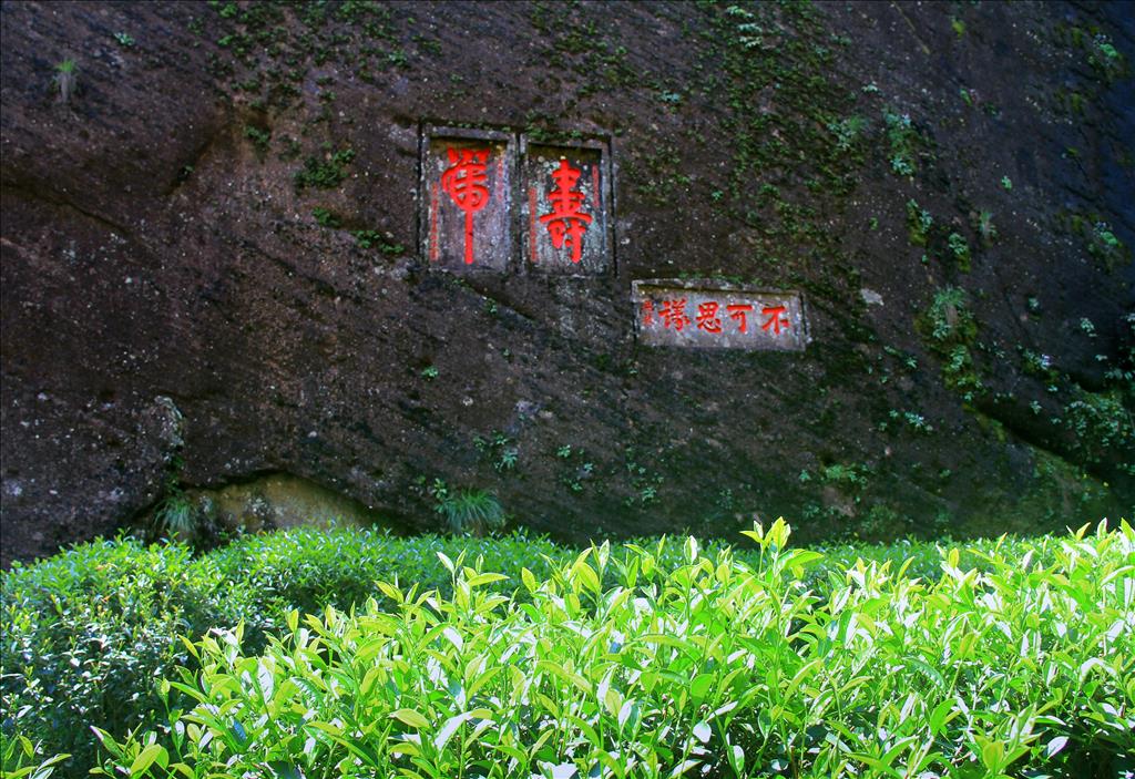 牛欄坑茶園( 張琳 攝影)