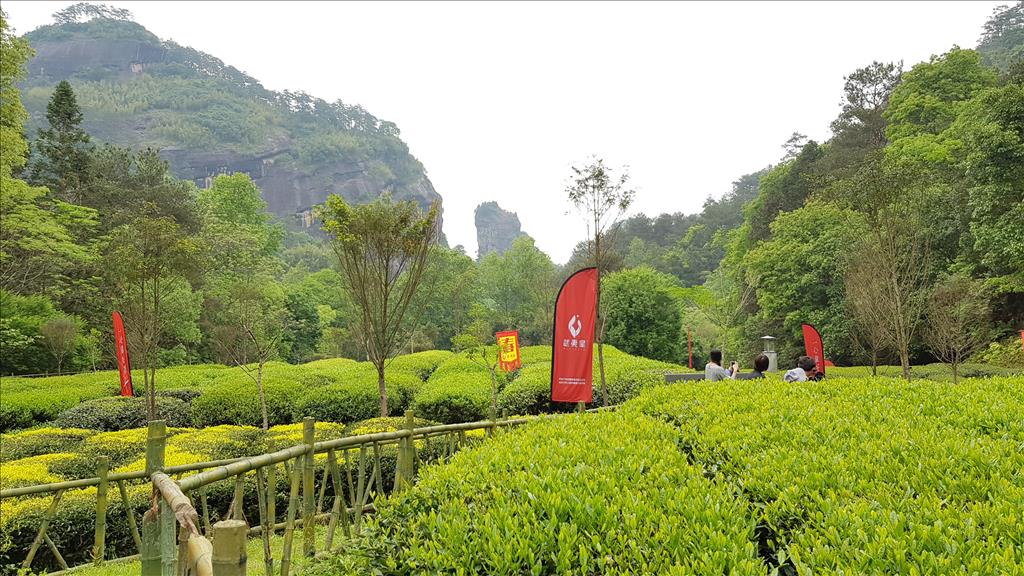 福建省推綠色發展品質興茶 武夷山實施生態茶園