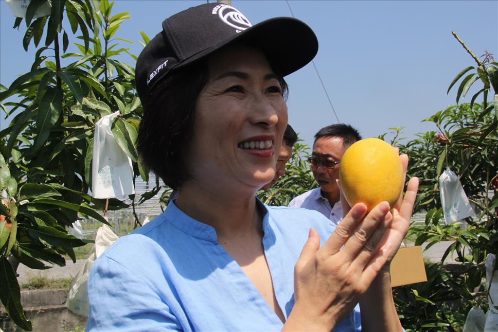 看見夏雪芒果商機  縣長饒慶鈴推「台東品牌」NO.1