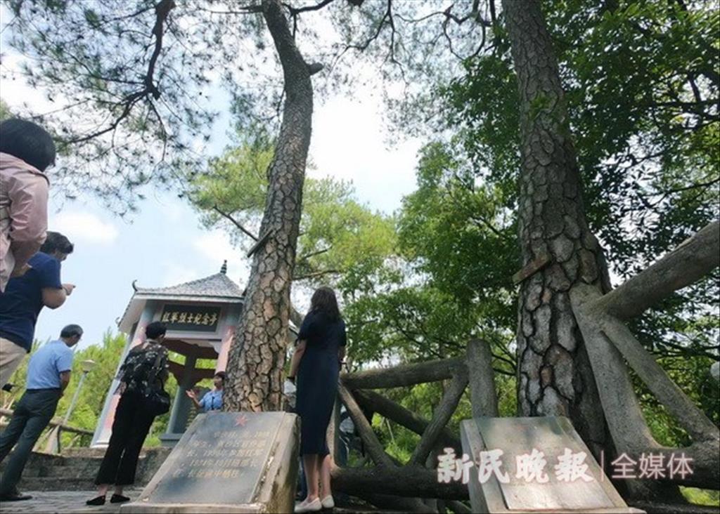 江西瑞金“紅軍村” 十七棵青松依然