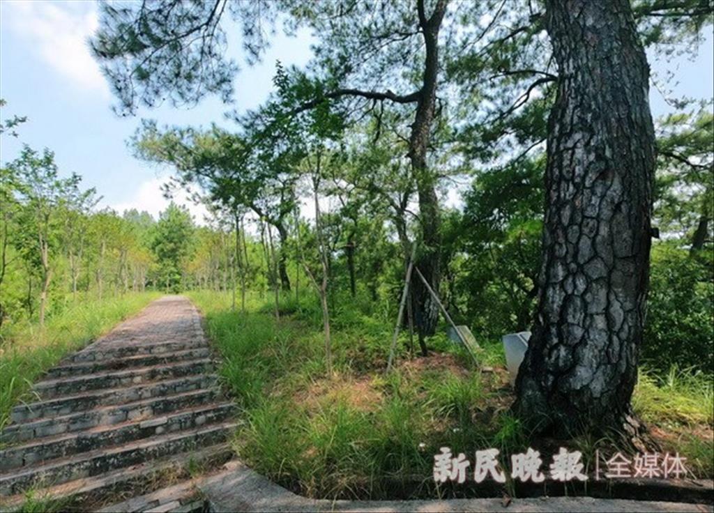 江西瑞金“紅軍村” 十七棵青松依然