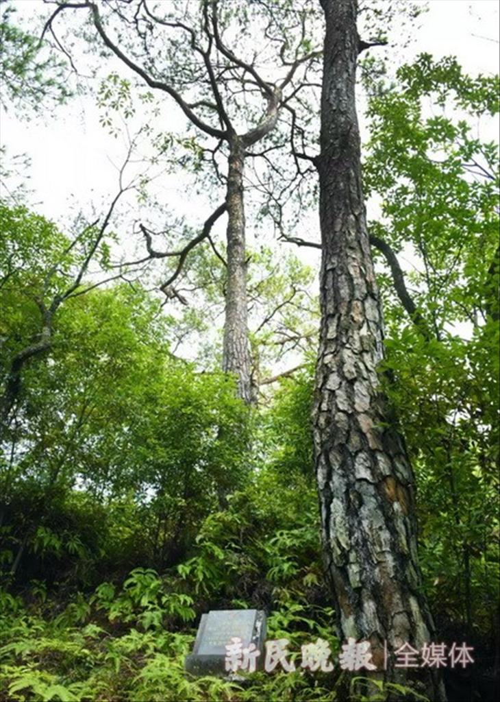 江西瑞金“紅軍村” 十七棵青松依然