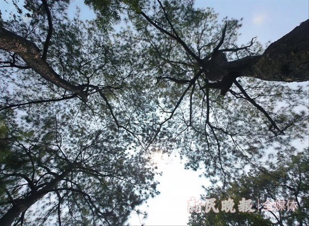 江西瑞金“紅軍村” 十七棵青松依然