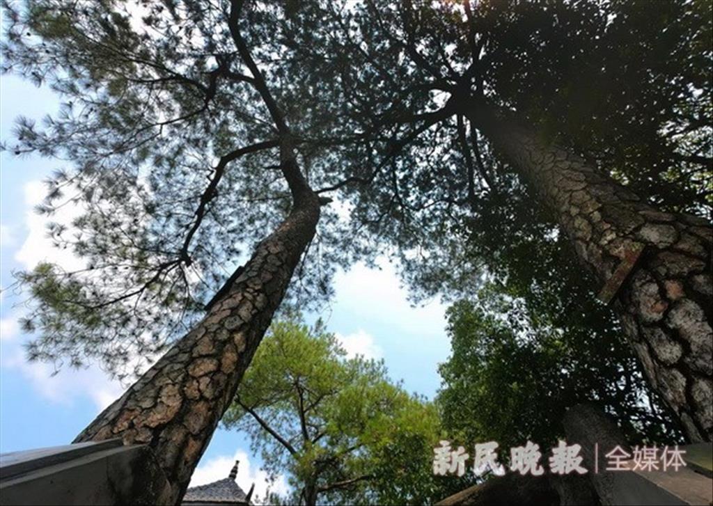 江西瑞金“紅軍村” 十七棵青松依然