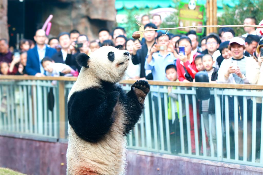 廈門靈玲國際馬戲城集文旅育教娛樂