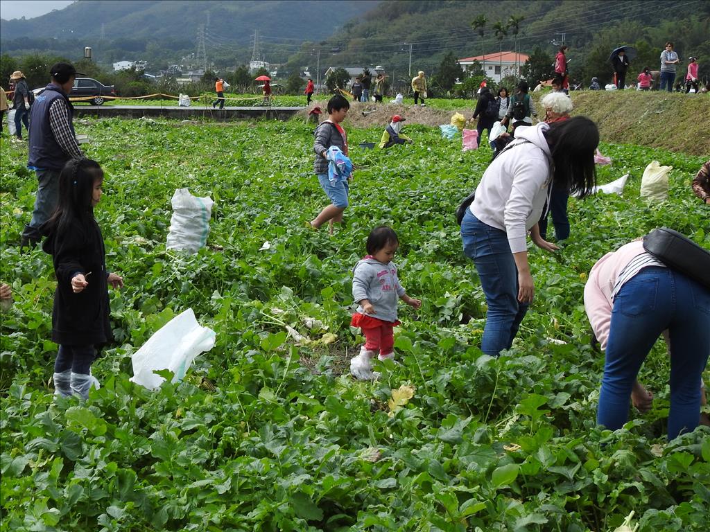 關山拔蘿蔔趣18日登場  縣府歡迎活動後到米國學校來個「老少配」煨湯去