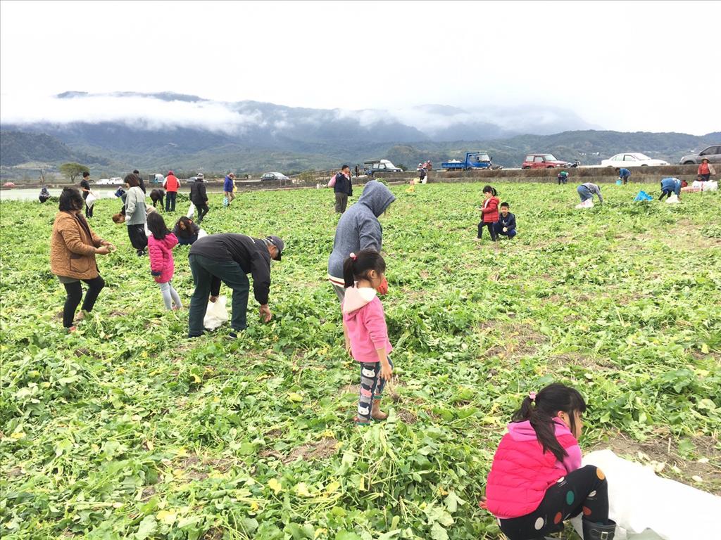 春節拔得好彩頭 關山蘿蔔季盛況空前