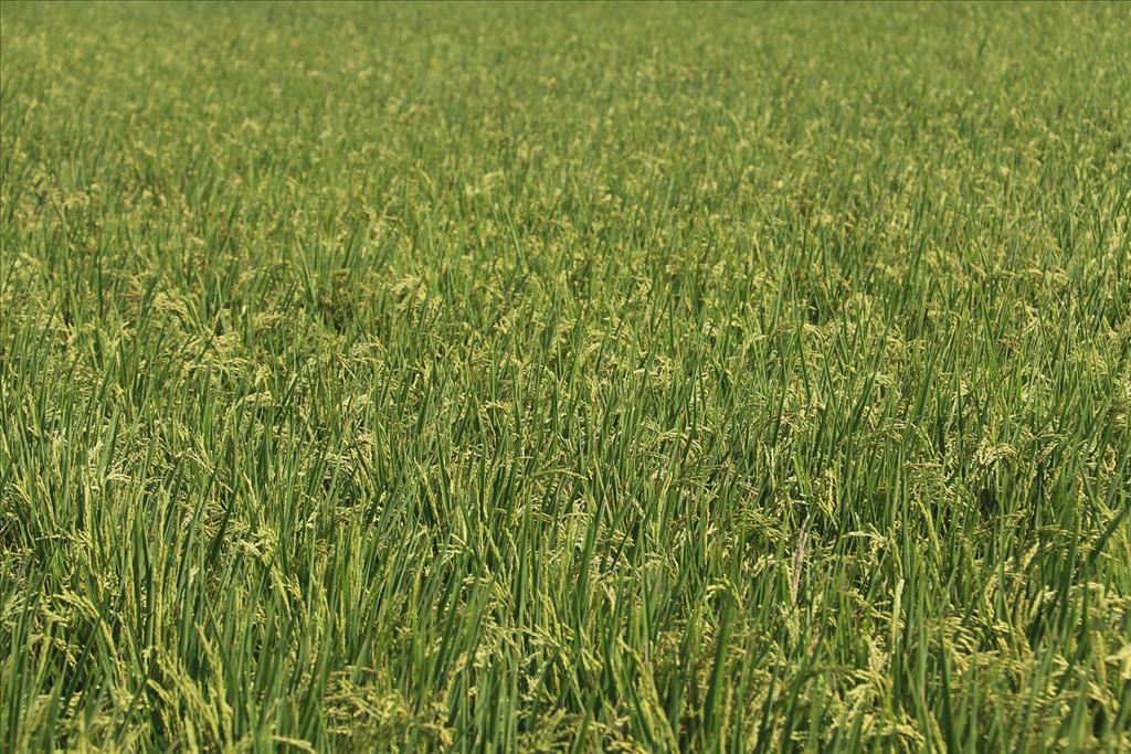 農糧署：109年稻作直接給付申報至2月7日止