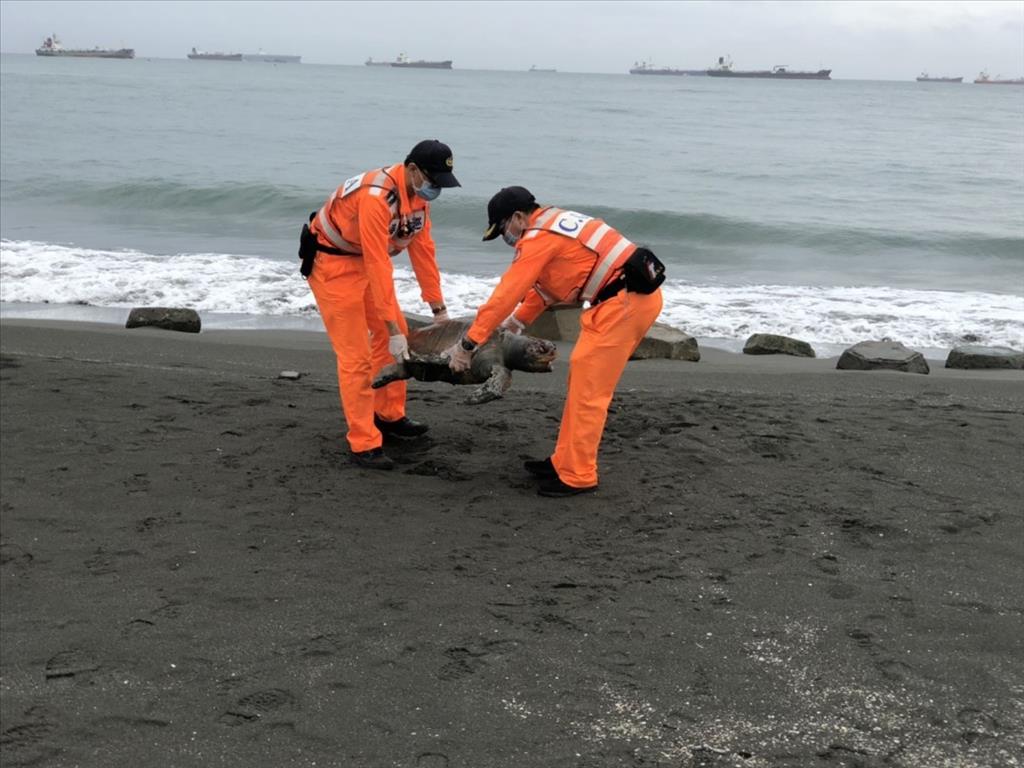 旗津沙灘驚見死亡海龜 海洋悲歌再添一樁