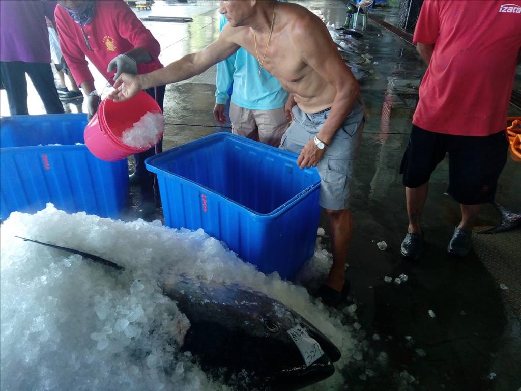 黑鮪魚潮再現奇跡 新港漁港迎來第100尾黑鮪魚報到，創造高產量